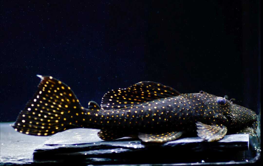 L29 Leporacanthicus galaxias - Milchstraßen Rüsselzahnwels XL 12-15cm – Bild 3
