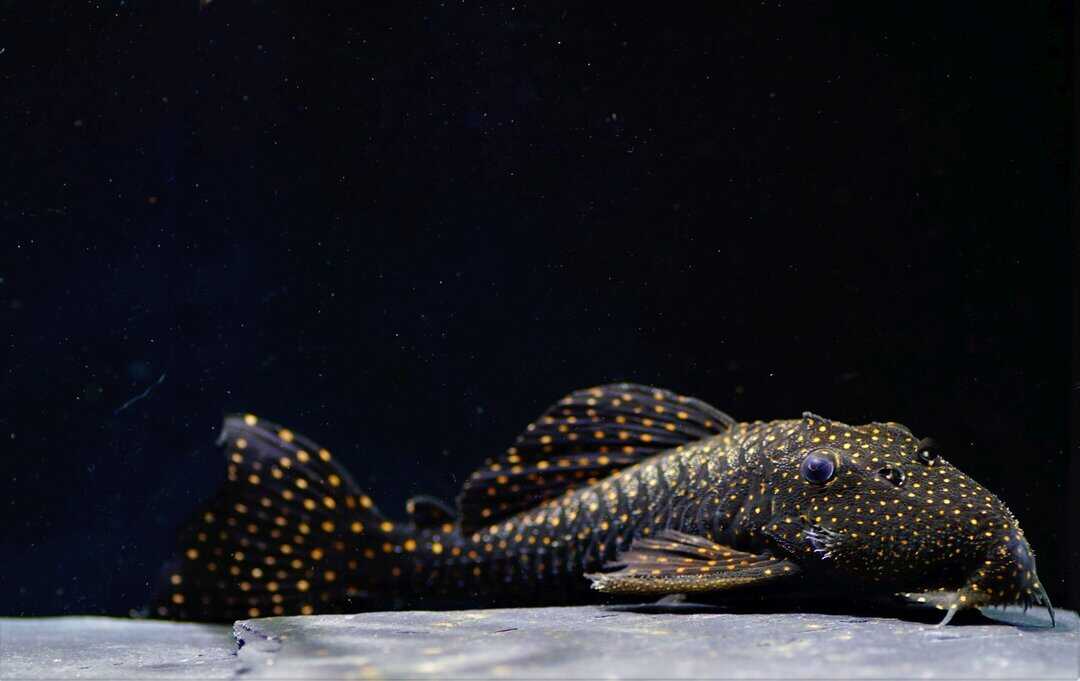 L29 Leporacanthicus galaxias - Milchstraßen Rüsselzahnwels XL 12-15cm – Bild 2