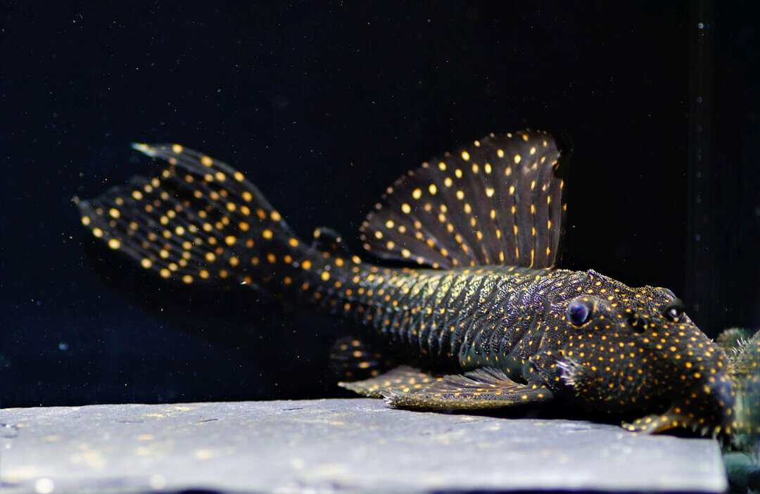 L29 Leporacanthicus galaxias - Milchstraßen Rüsselzahnwels XL 12-15cm