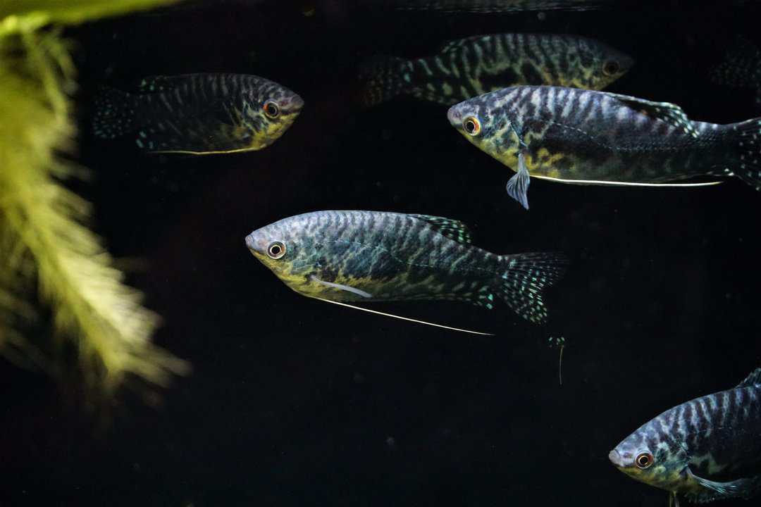 Trichogaster trichopterus - Marmorfadenfisch Blau – Bild 2