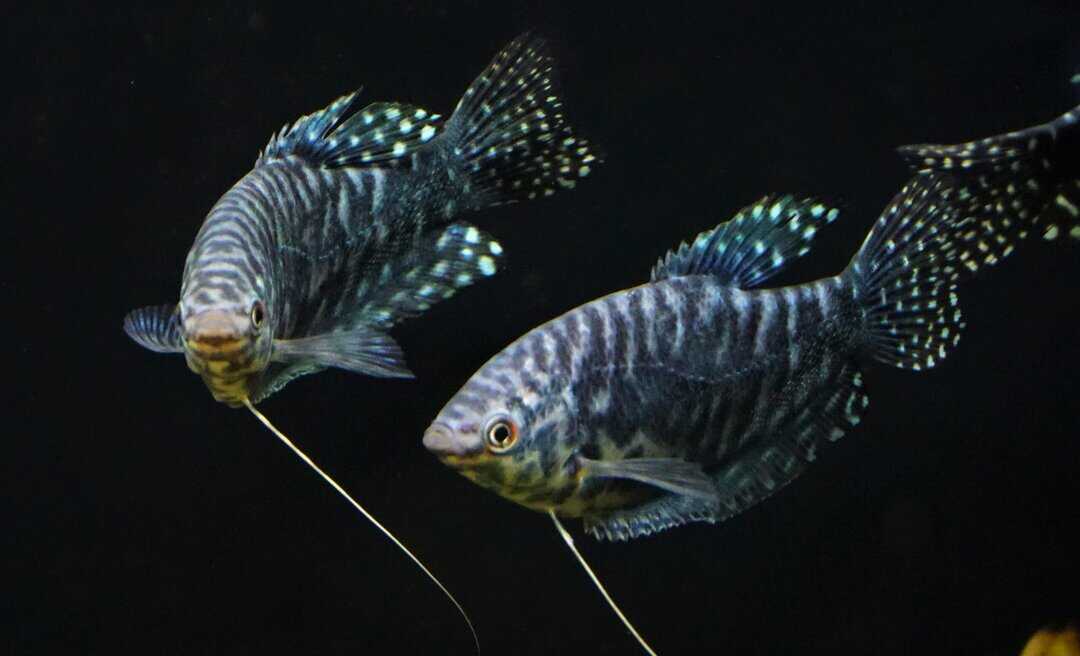 Trichogaster trichopterus - Marmorfadenfisch Blau