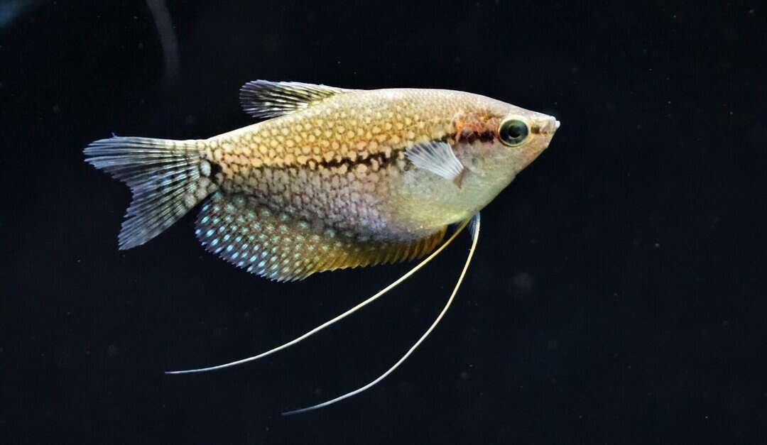 Trichogaster leeri - Mosaikfadenfisch