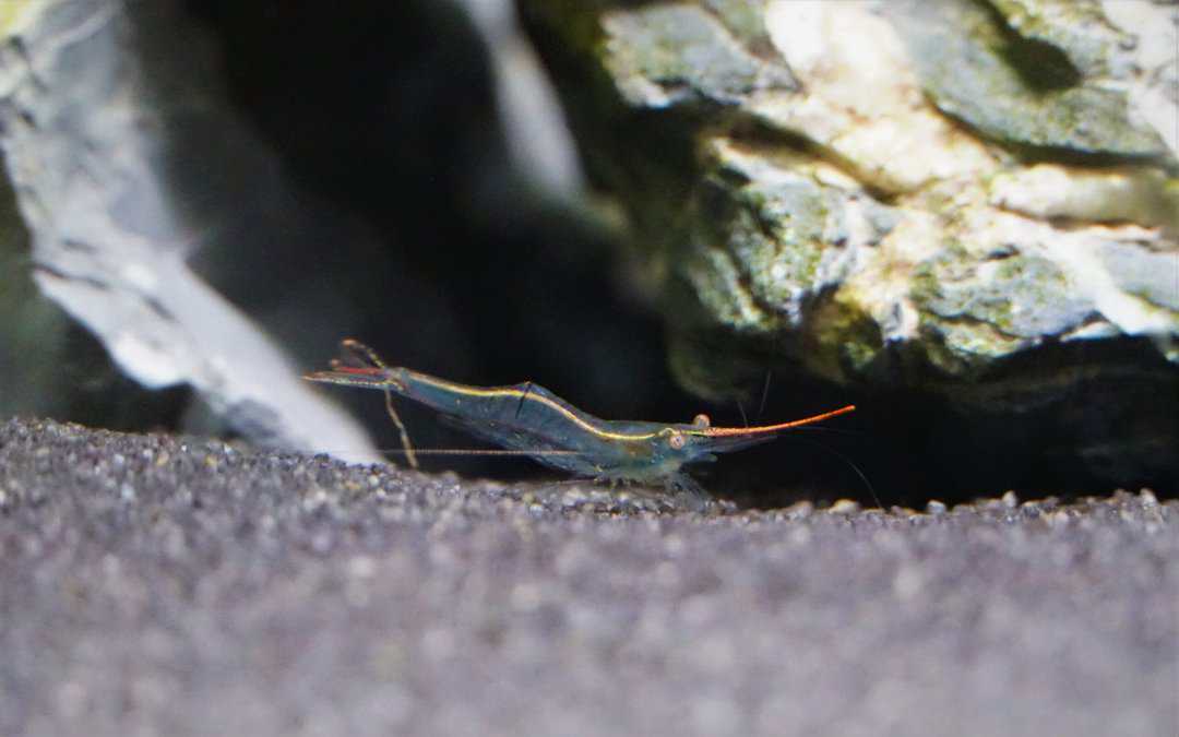Caridina gracilirostris - Rote Nashorngarnele WF