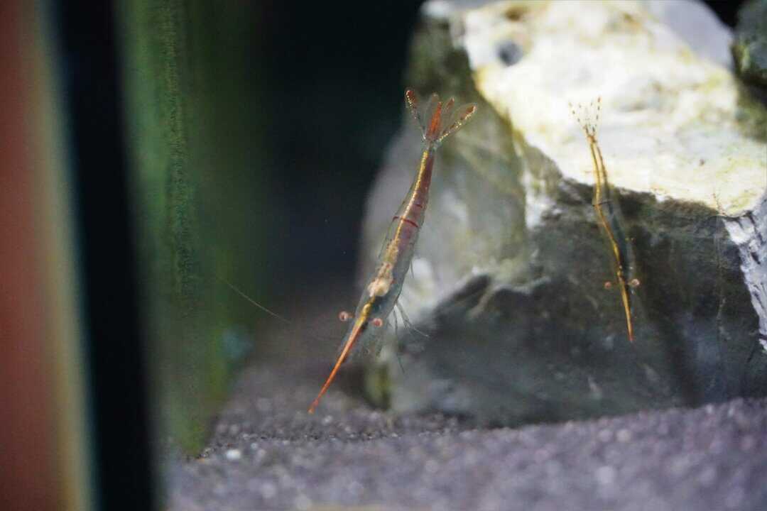 Caridina gracilirostris - Rote Nashorngarnele WF – Bild 2