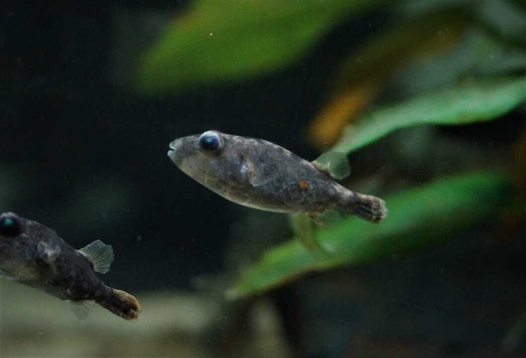 Pao abei - Abes Kugelfisch 2-3cm – Bild 3