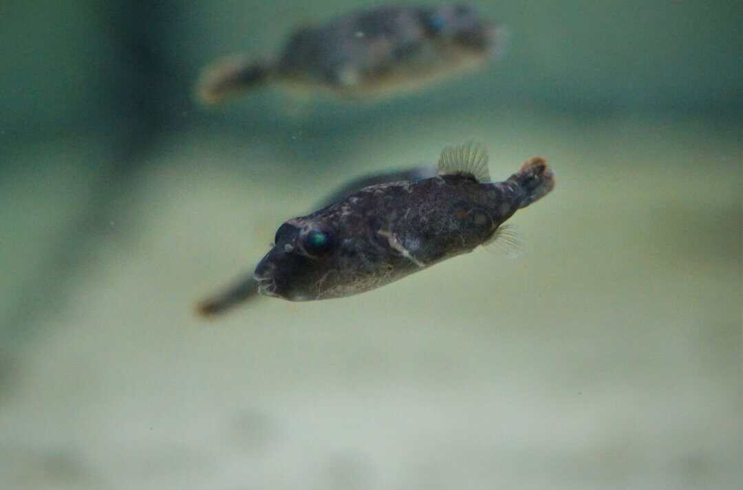 Pao abei - Abes Kugelfisch 2-3cm