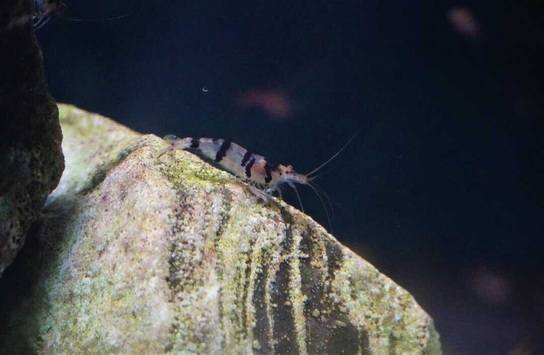 Caridina sp. Raccoon Tiger - Raccon Tiegergarnele WF