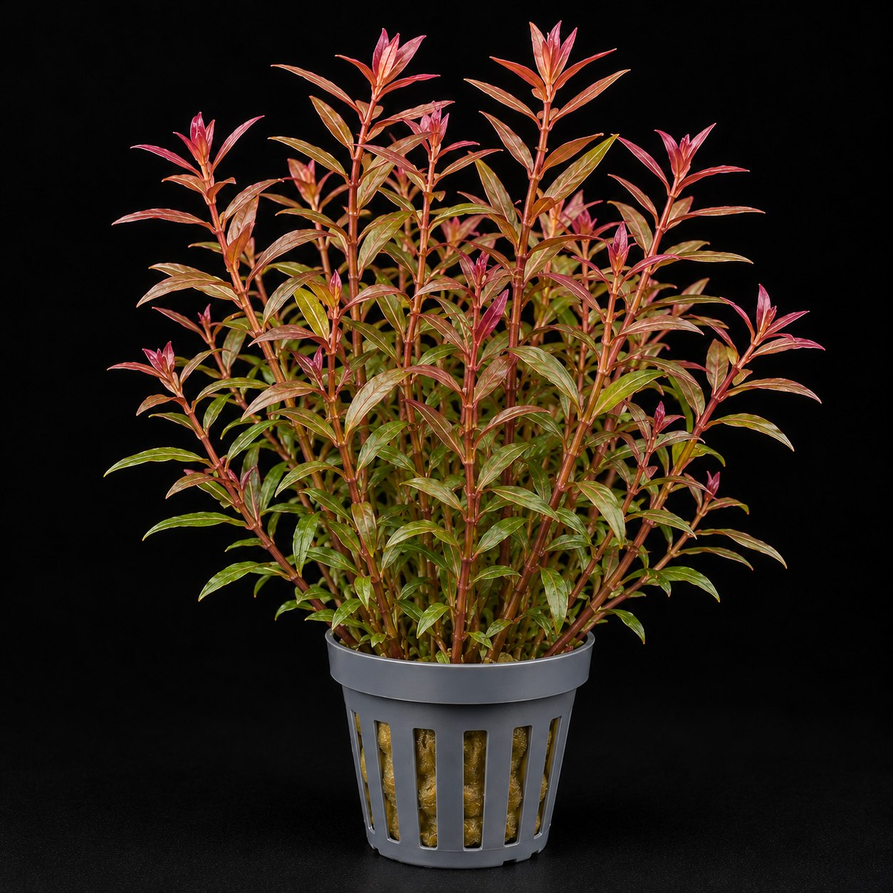 Rotala rotundifolia
