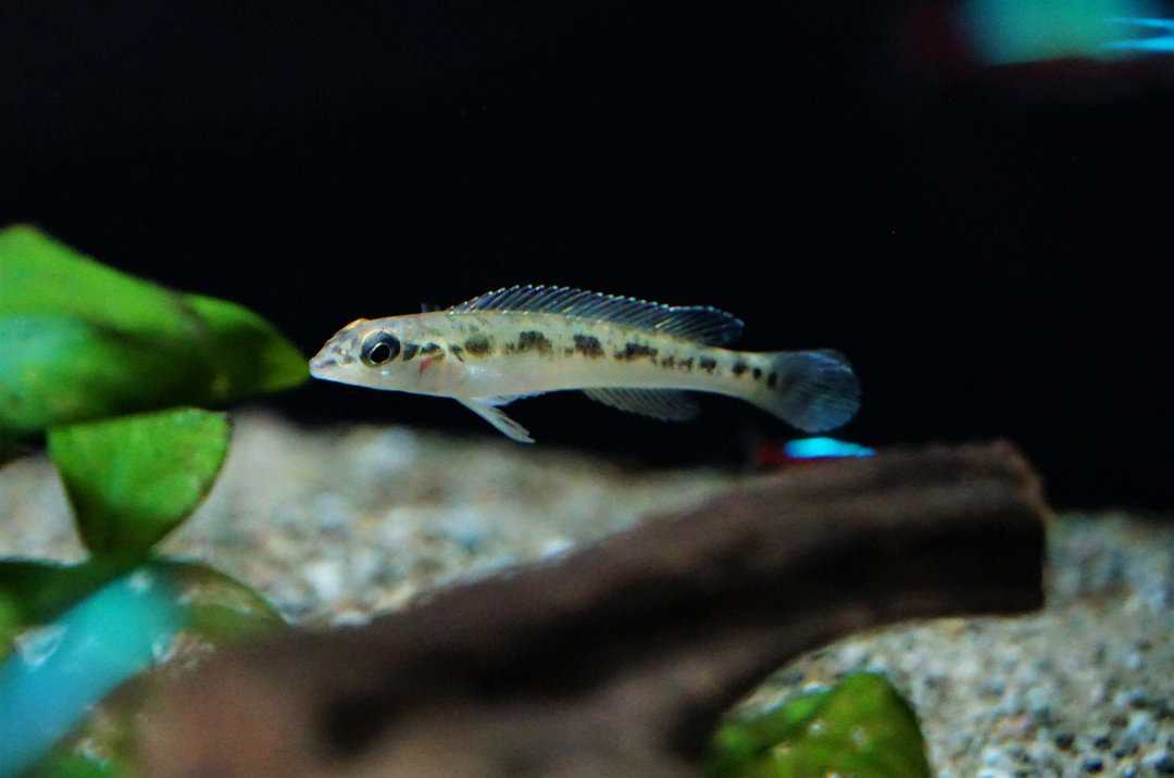 Teleocichla sp. Rio Xingu III - Grundel Hechtbuntbarsch 4,5-6cm WF