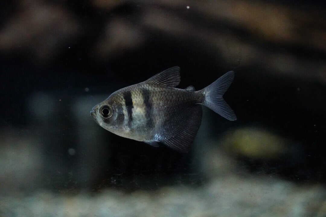 Gymnocorymbus ternetzi - Trauermantelsalmler