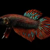 Betta Smaragdina