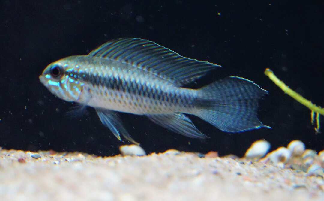 Apistogramma Lineata - Zwergbuntbarsch
