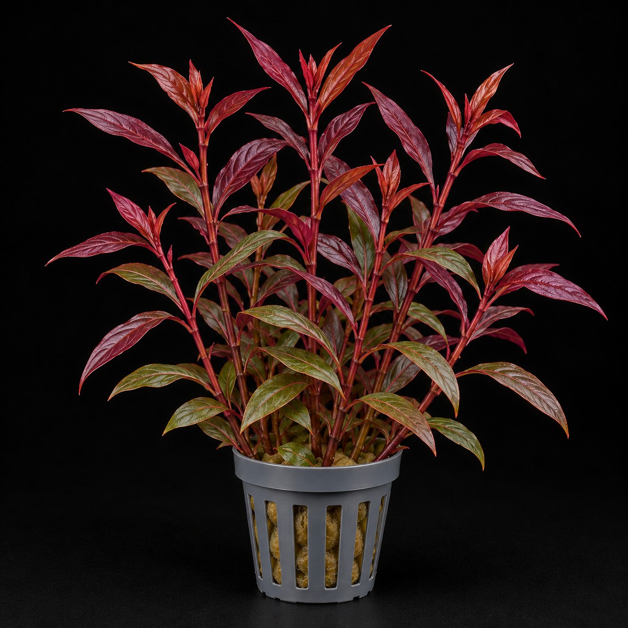 Ludwigia glandulosa