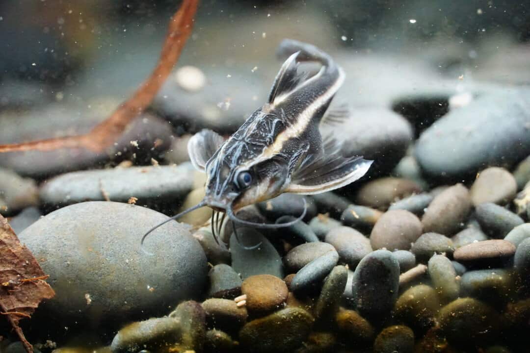 Platydoras costatus - Liniendornwels 4-5cm