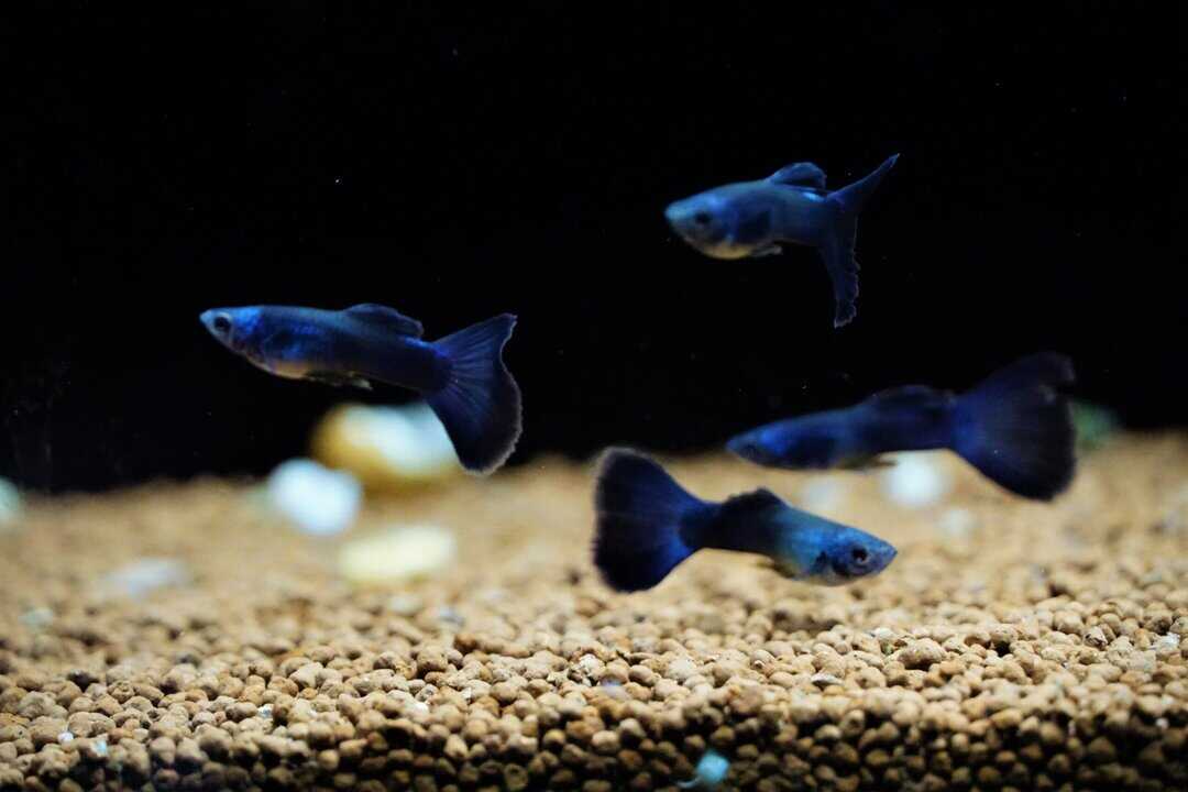 Poecilia reticulata Moscow blue - Guppy