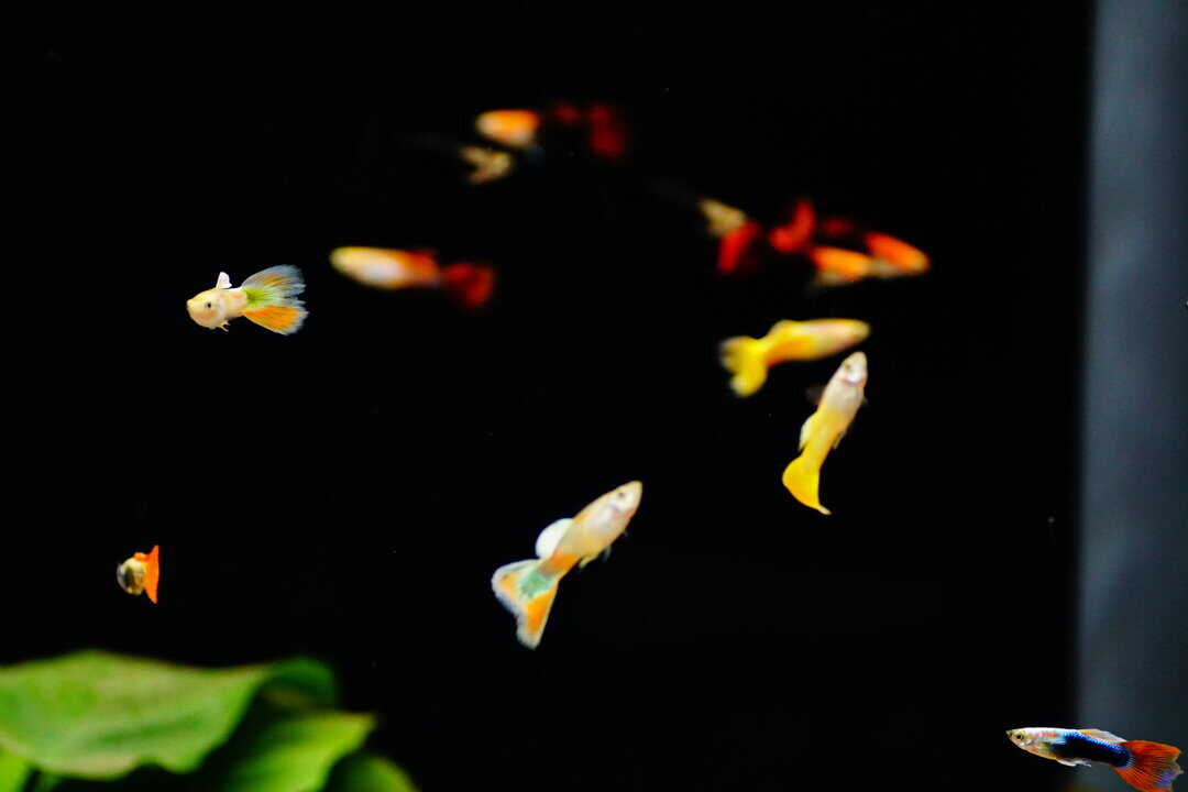 Poecilia reticulata - Guppy Mix – Bild 2