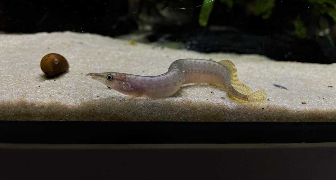 Macrognathus Pancalus - Indischer Zwergstachelaal WF