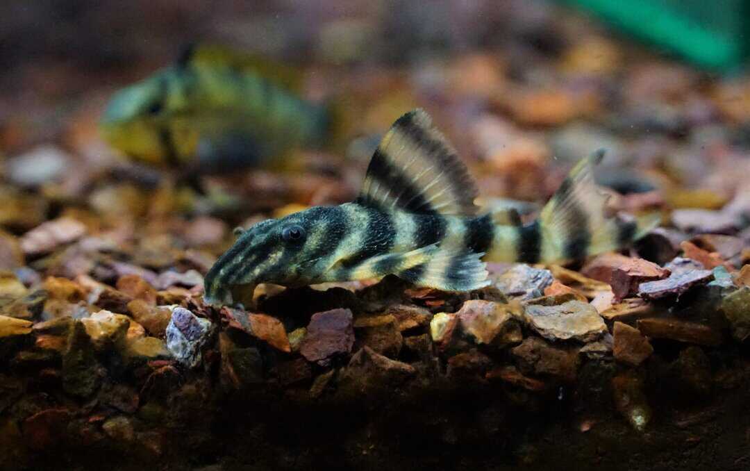 L306 Panaqolus claustellife - Takutu Tigerharnischwels WF 4-6cm – Bild 2