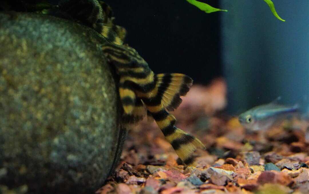 L306 Panaqolus claustellife - Takutu Tigerharnischwels WF 4-6cm