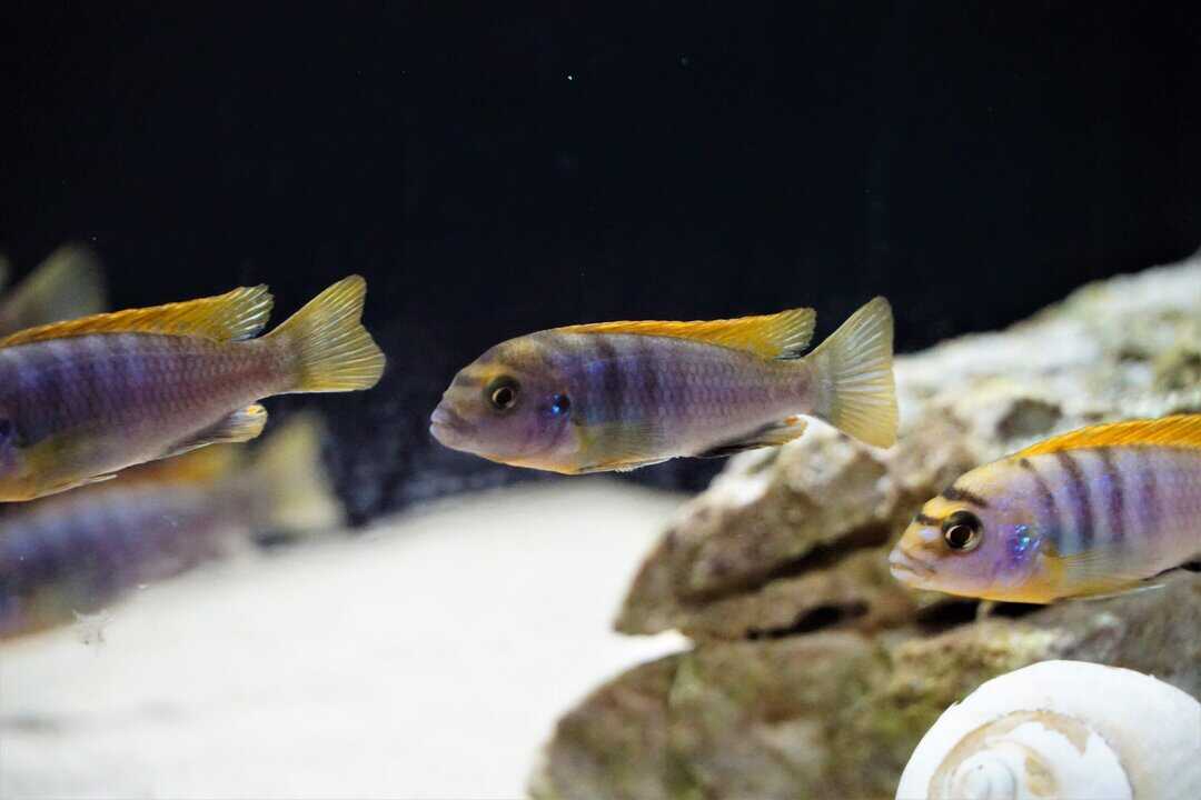 Labidochromis sp. Hongi red Top - Blauer Labidochromis – Bild 2
