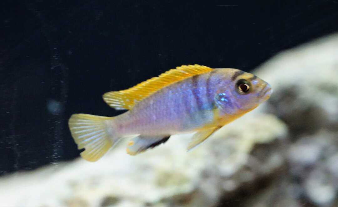 Labidochromis sp. Hongi red Top - Blauer Labidochromis