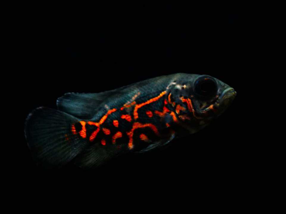 Astronotus ocellatus red Tiger - Pfauenaugenbuntbarsch