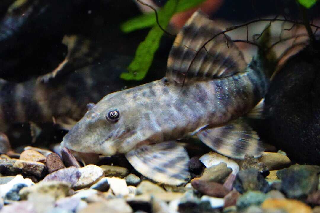 Panaqolus sp. Pucallpa WF 6-8cm