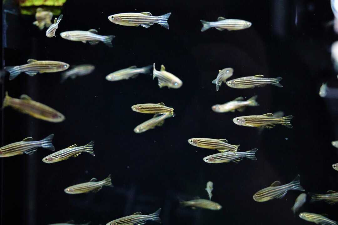 Brachydanio Rerio - Zebrabärbling – Bild 3