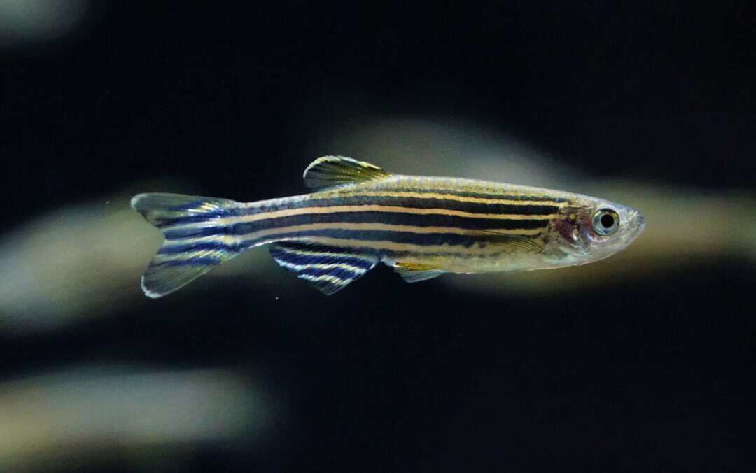 Brachydanio Rerio - Zebrabärbling – Bild 2