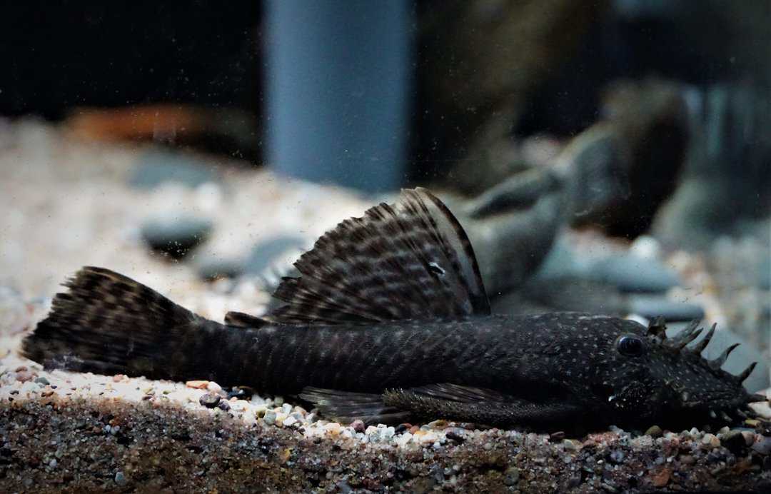 Ancistrus sp. - Antennenwels 6 - 9cm
