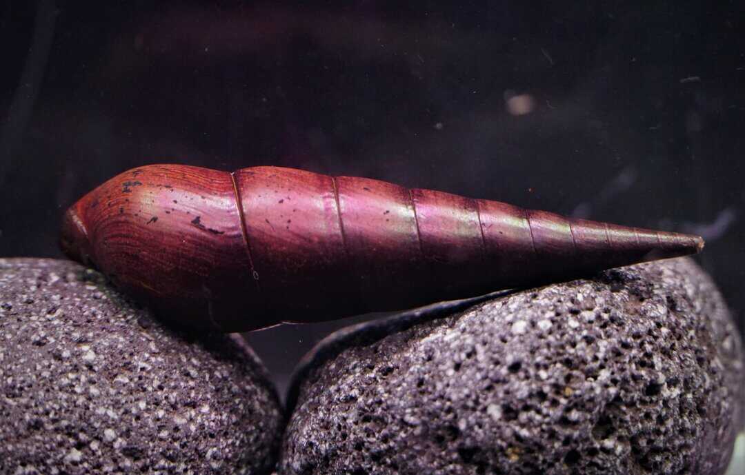 Faunus Ater - Teufelsdornschnecke ca. 5cm – Bild 2