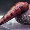 Teufelsdornschnecke