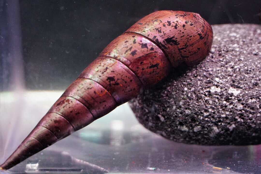 Teufelsdornschnecke