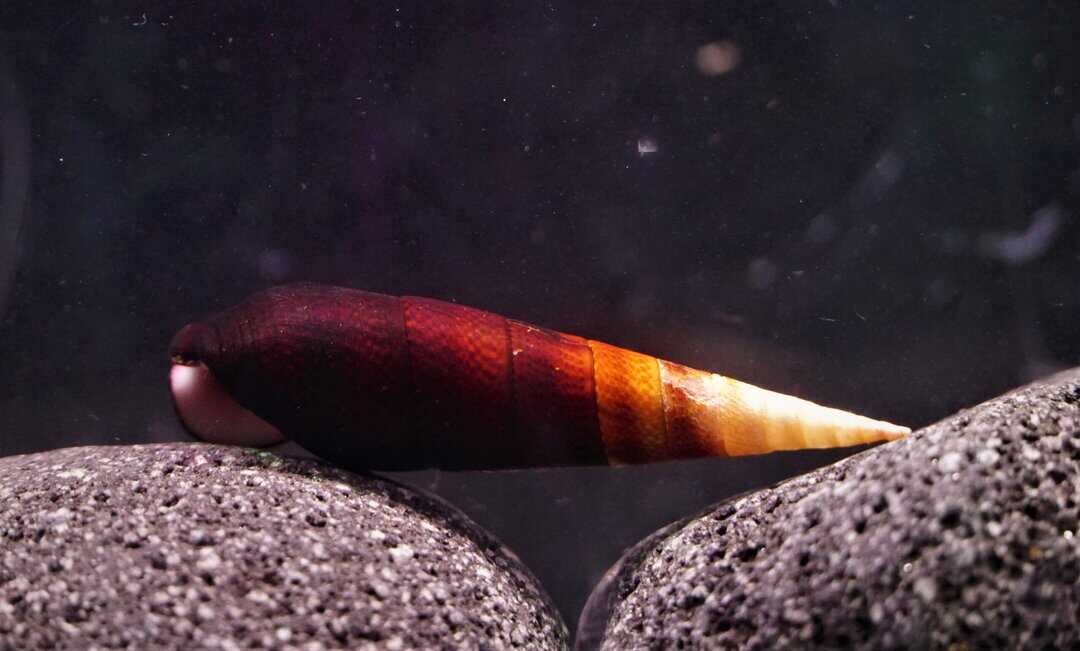 Cappuccino Teufelsdornschnecke