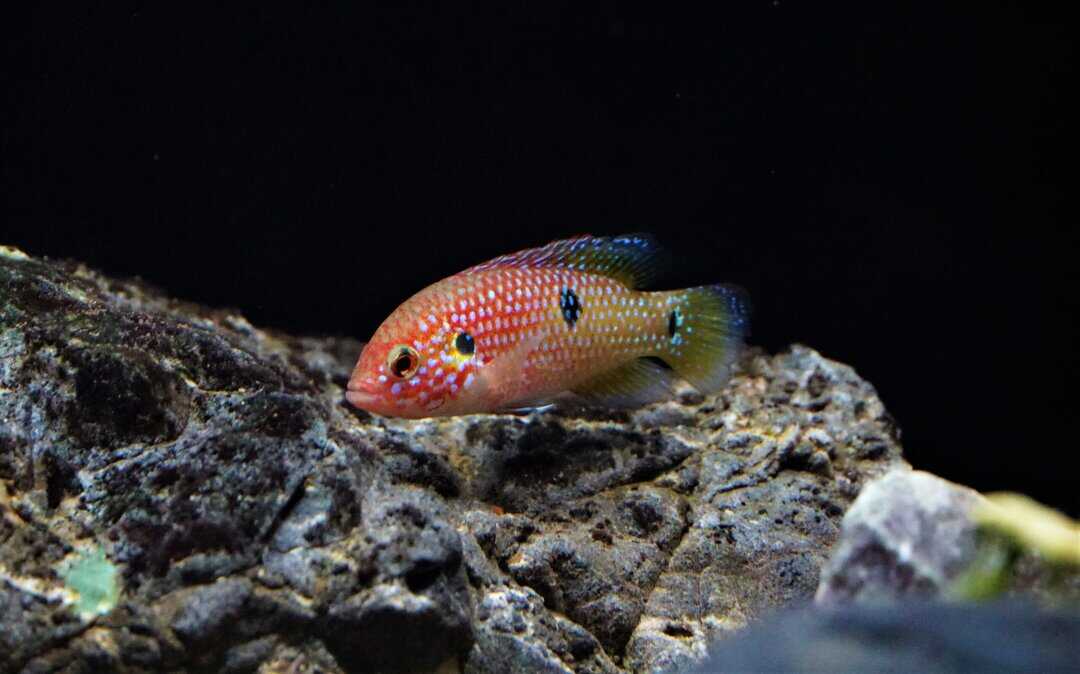 Hemichromis lifalili - Juwelenbuntbarsch – Bild 2
