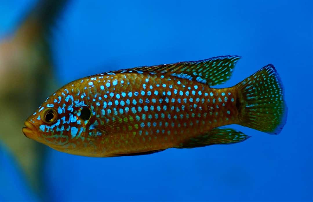 Hemichromis lifalili - Juwelenbuntbarsch