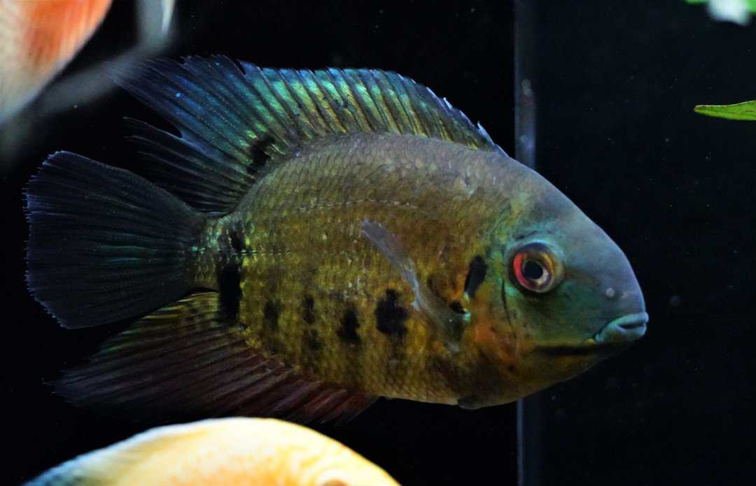 Heros notatus - Augenfleckbuntbarsch 12-14cm