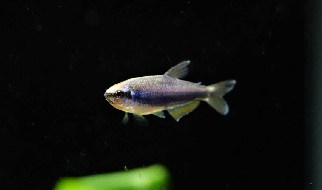 Inpaichthys Kerri super blue - Königssalmler – Bild 2