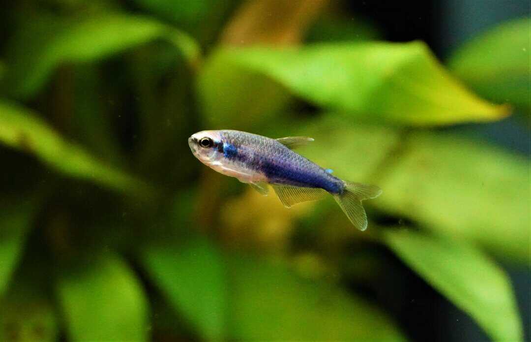 Inpaichthys Kerri super blue - Königssalmler