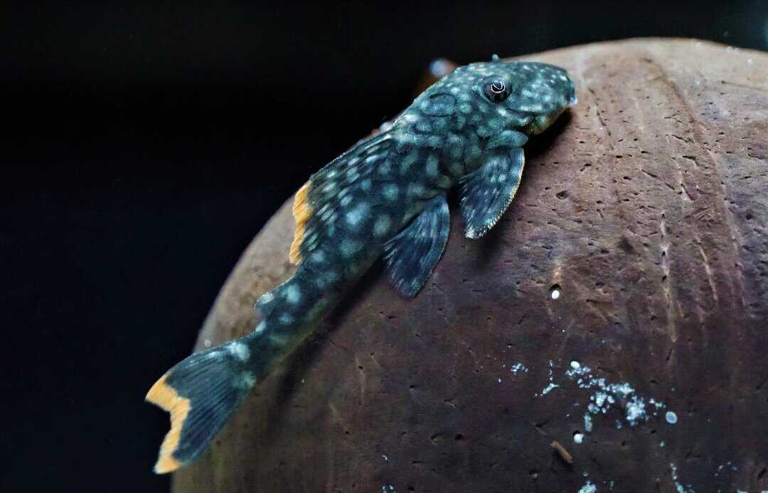 L106 Guyanancistrus guahiborum - Orinoko Guyanaharnischwels 5-7cm