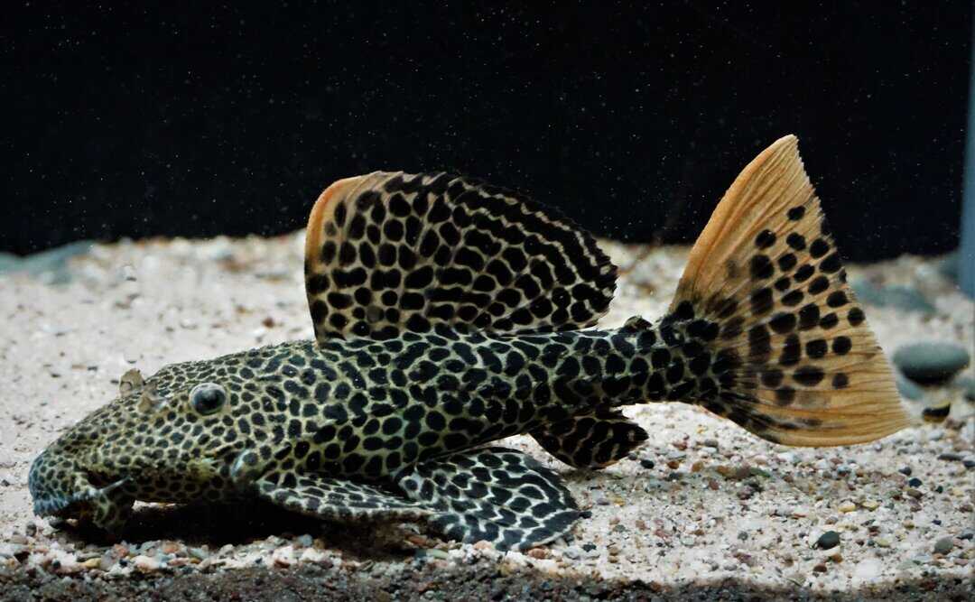 L114 Pseudacanthicus cf.leopard - Leopard Kaktuswels 20-24cm