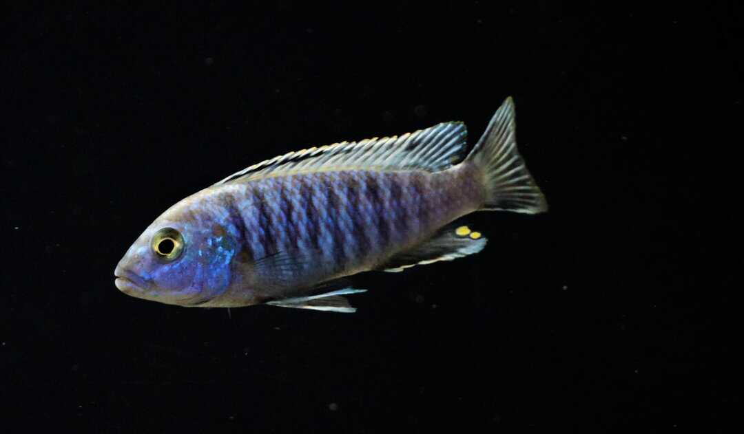 Pseudotropheus Mbuna - Malawi Buntbarsch Mix – Bild 3