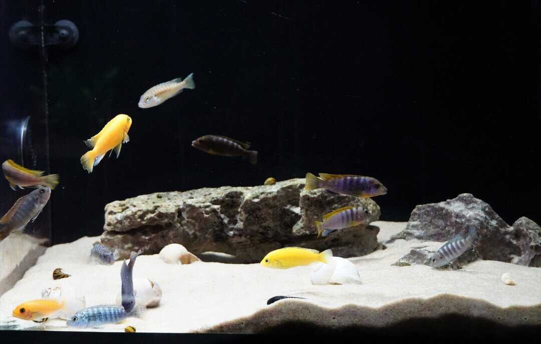 Pseudotropheus Mbuna - Malawi Buntbarsch Mix – Bild 2