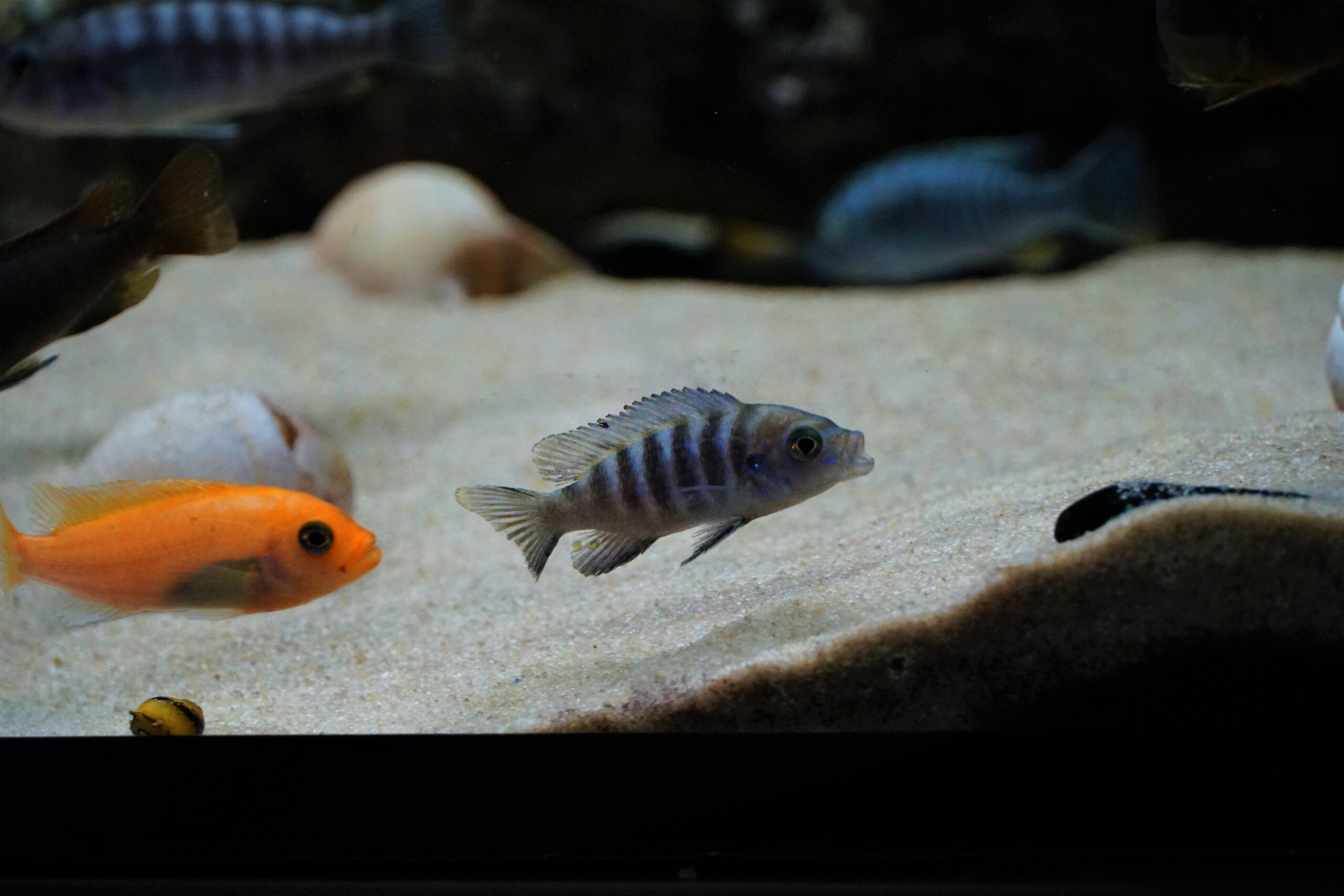 Pseudotropheus Mbuna - Malawi Buntbarsch Mix