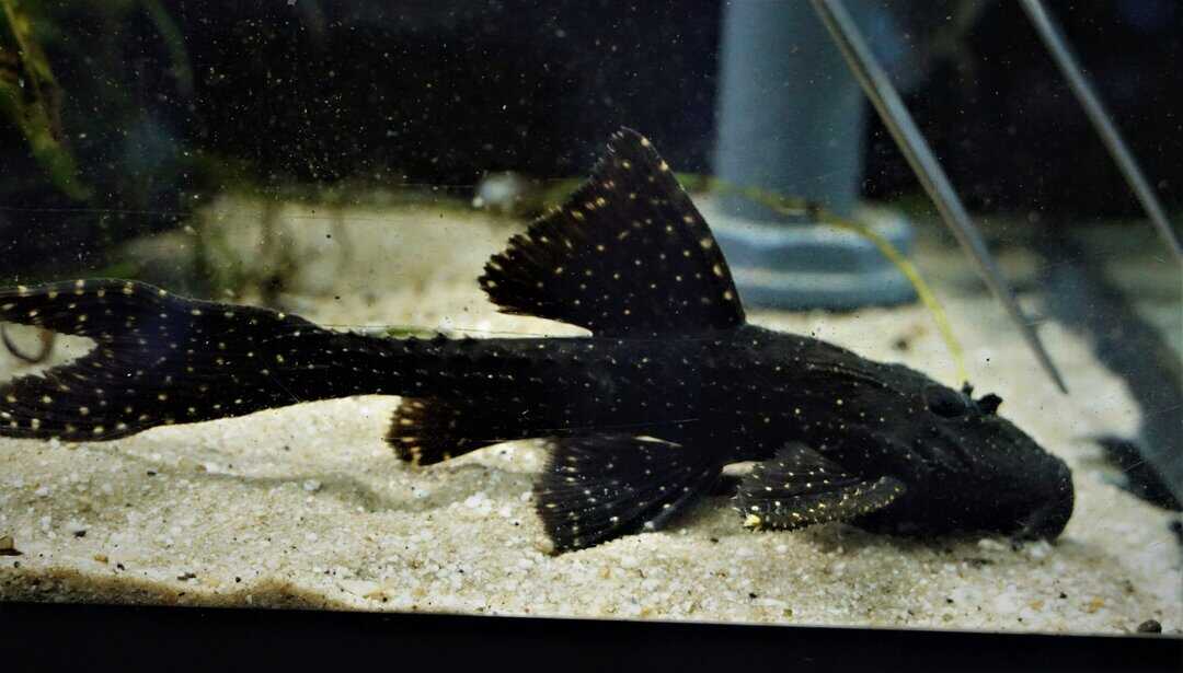 Acanthicus adonis - Elfenwels 4-6cm