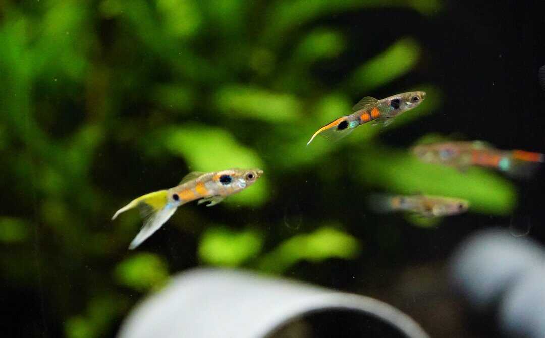 Poecilia reticulata -  Naturguppy