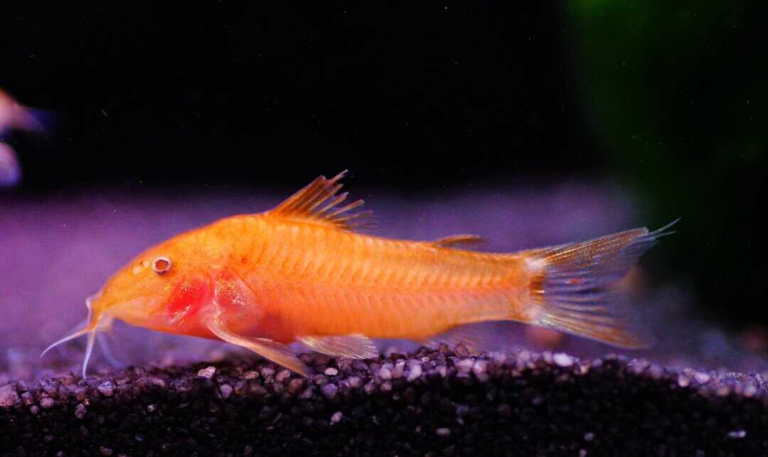 Aspidoras sp. C125 orange - Oranger Schmerlenpanzerwels – Bild 2