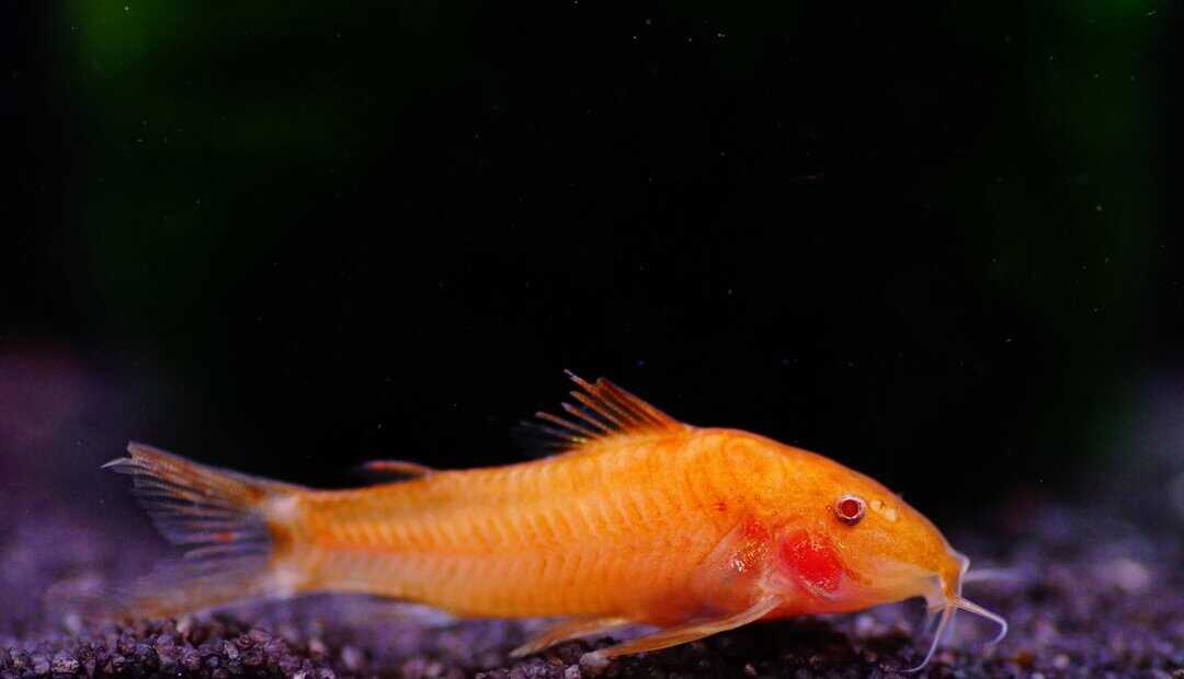 Aspidoras sp. C125 orange - Oranger Schmerlenpanzerwels