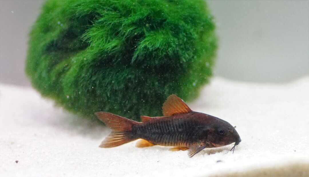 Osteogaster aenea (Corydoras aeneus) Venezuela Black – Schwarzer Metallpanzerwels – Bild 2