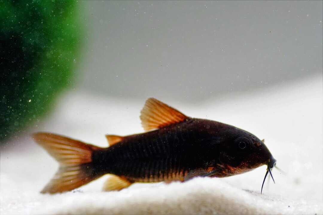 Osteogaster aenea (Corydoras aeneus) Venezuela Black – Schwarzer Metallpanzerwels – Bild 3